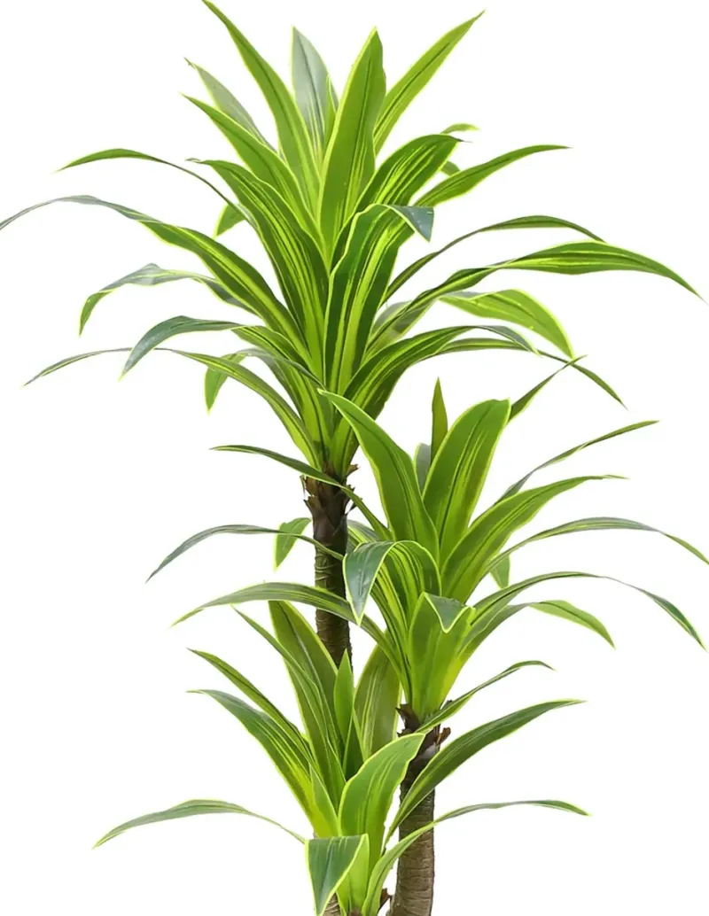 Planta Artificial decoración Drácena Draki verde