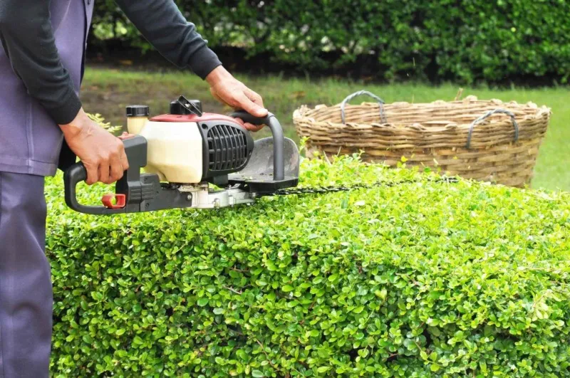 Jardinería: Poda, Corte y mantenimiento